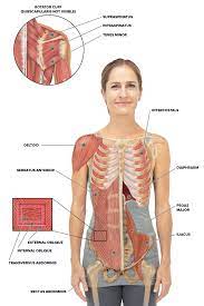 Your lower back (lumbar spine) is the anatomic region between your lowest rib and the upper part of the buttock.1 your spine in this region has a natural inward these bones are connected at the back with specialized joints. Anatomy Between Hip Lower Ribcage In Back Abdominal Muscles Location And Function 1 Hip Anatomy Function And Common Problems