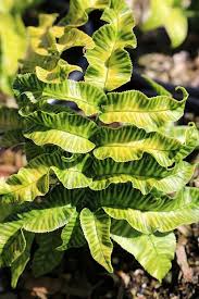 Image result for Coniogramme