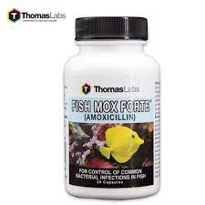 Fish Mox Forte 500 Mg Amoxicillin Antibiotics 30 Tablets Budk Com Knives Swords At The Lowest Prices Bacterial Diseases Amoxicillin Antibiotic
