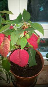 Poinsettia I Have Never Before Had One Survive After Christmas I Found This Dried Out 40p In Tesco Now After Christmas Holidays House Plants After Christmas