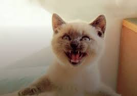 Foxy Catty Fishy Are These Traits For Animals Or Humans Dictionary Com If you describe someone as foxy , you mean that they are deceitful in a clever ,. foxy catty fishy are these traits