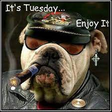 Coffee is the best tuesday motivation that exists. 50 Amazing Tuesday Morning Funny Quotes Images