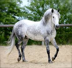 Blossom In 2020 Dapple Grey Horses Grey Horse Horses