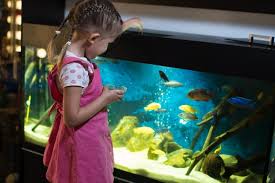 The 25 Best Aquarium Hoods Of 2020 Pet Life Today