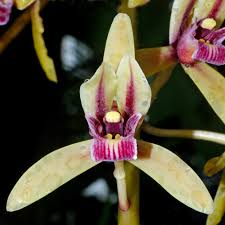 Image result for Orchidaceae