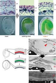 Plant cells are eukaryotic cells present in green plants, photosynthetic eukaryotes of the kingdom plantae. The Role Of Vacuole In Plant Cell Death Cell Death Differentiation