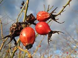 Image result for Cissus rubiginosa