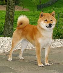 Shiba inu is a 100% decentralized community experiment with it claims that 1/2 the tokens have been sent to vitalik and the other half were locked to a uniswap pool and the keys burned. Shiba Inu Perfect Pedigree Thailand