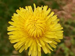 Image result for Taraxacum