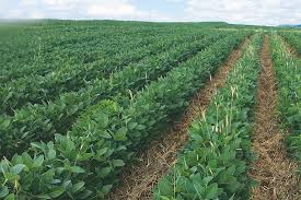 Image result for Mohria marginalis