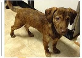 American bully x american pit bull terrier puppies to new good home** Hampton Va Dachshund Meet Fern A Pet For Adoption