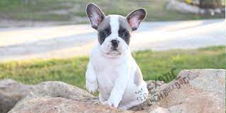 He's also a good choice for breeders like to send french bulldog puppies to their new homes when they are nine or 10 weeks old. French Bulldog Rescue Dallas L2sanpiero