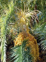 Image result for Phoenix canariensis