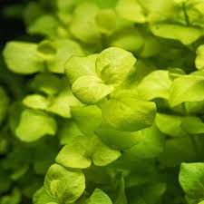 Image result for Lysimachia