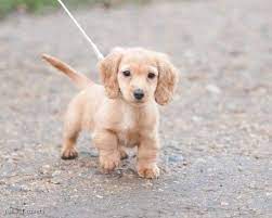 I specialize in piebald, extreme piebald and dapple dachshunds, i will probably have some good old fashioned reds or black and tans on occasion too. Baby Dachshund On A Walk Baby Dachshund Dachshund Puppies Long Haired Dachshund
