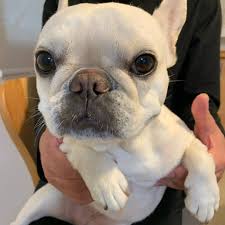 We encourage you to view each page, to ensure you gain the greatest understanding of what's in store when you are owned by a frenchie. French Bulldog Puppies Posts Facebook