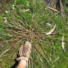 Image result for Panicum gilvum