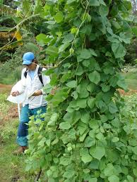 Image result for Psophocarpus grandiflorus