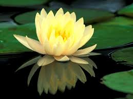Its beauty lies in its purity, because this magnificent and rare flower emerges from the bottom of a pond, yet rises above its muddy depths to become a thing of beauty, signifying spiritual elevation and growth. Lotus Flower Or Water Lily Novocom Top