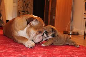Pin By Lisa Goins On English Bulldogs Bulldog English Bulldog Puppies English Bulldog