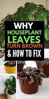 Houseplant Leaves Turn Brown Cause And How To Turn Green Again Plant Leaves Turning Brown House Plants Plant Leaves