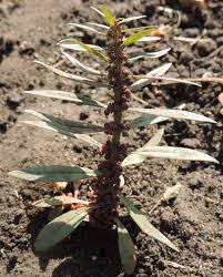 Image result for Ammannia aegyptiaca