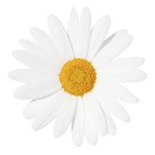 Yellow Centered Daisy Daisy Wallpaper Cactus Pictures Tumblr Transparents