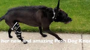 We did not find results for: Authentic Success Stories Of Posh Dog Knee Brace Customers Whose Dog Had A Torn Acl In Dogs And Recovered With Our Dog Acl Dog Braces Torn Acl In Dogs Acl Tear