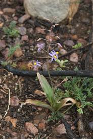 Image result for Tecophilaeaceae