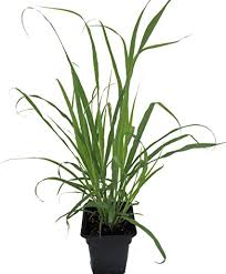 Fill the bottom third of the pot with growing medium (regular potting soil is fine) and place one of the lemongrass sections on top of it so the top of the root ball is an inch (2.5 cm.) below the rim of the pot. Amazon Com Ohio Grown Lemon Grass Plant Cymbopogon Also Repels Mosquitoes Quart Pot Lemon Verbena Garden Outdoor