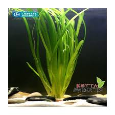 Arka Plan Bitkileri Canli Bitki Vallisneria Spiralis Related Saz 1bag Canli Bitki