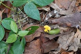 Image result for Vigna hosei