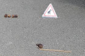 We did not find results for: Trebeurden Crottes De Chien Le Code Du Trottoir Est Ne Le Tregor
