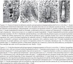 Image result for Otiophora lebruniana