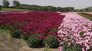 Order Bulk Wholesale Peonies From Swedish Touch Peonies