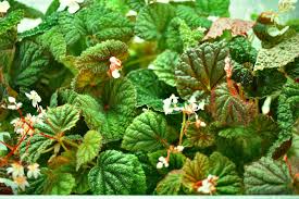 Image result for Begonia meyeri-johannis