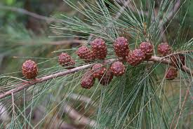 Image result for Casuarina littoralis