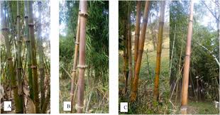 Image result for Oldeania alpina