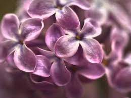 Nelson Eddy Sings We Ll Gather Lilacs Youtube Flower Meanings Lilac Flowers Flowers