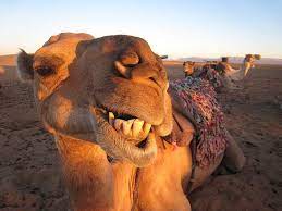 pin on animals that i love
