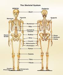Http Skeletalsystem Organsofthebody Com Images Skeletal System Jpg Human Skeletal System Skeletal System Skeletal System Anatomy