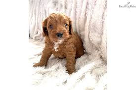 Welcome to nc doodle puppies. Rascal Cavapoo Puppy For Sale Near Charlotte North Carolina D3162d14 94f1