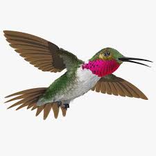 Broad Tailed Hummingbird Flying Pose 3d Model Ad Hummingbird Tailed Broad Model 3d Model Photo Fixer Poses