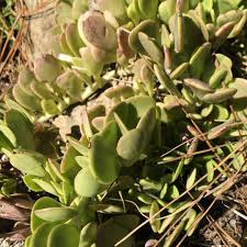 Image result for Kleinia grantii