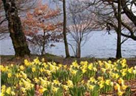 Poetry.com is a huge collection of poems from famous and amateur poets from around the world — collaboratively published by a community of authors and contributing editors. Daffodils By William Wordsworth Famous Poems Famous Poets All Poetry