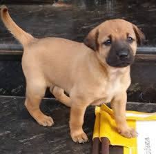 Rhodesian Ridgeback Vs Combai Breed Comparison Mydogbreeds They cost less to raise and are better adapted to the indian environment and surroundings, he said. rhodesian ridgeback vs combai breed
