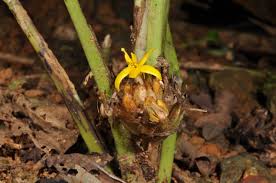 Image result for Curculigo latifolia