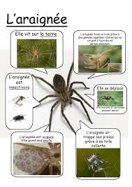 Https S Media Cache Ak0 Pinimg Com Originals 65 1d 02 651d0207fc588c39246d8b73e8a3582e Jp Carte D Identite Activite Halloween Maternelle Documentaire Animaux