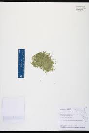 Image result for Lemna aequinoctialis