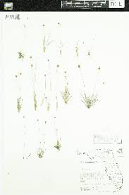 Image result for Xyris fugaciflora